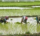IIT Madras new idea to prevent water waste in rice cultivation