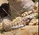 Spider-Tailed Horned Viper the strange snake that tricks and hunts birds