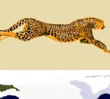 American Cheetah mystery solved by new research on extinct species