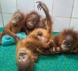 Orangutans rescued from illegal trafficking receive music therapy in Odisha