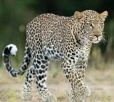 leapord appeared near tirimal GNC tollgate