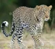 leapord appeared near tirimal GNC tollgate