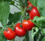 Tomatoes can boost brain activity according to new research