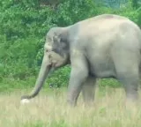 Elephant plays football viral video on Vinayaka Chavithi