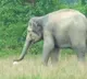 Elephant plays football viral video on Vinayaka Chavithi