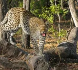 Leopards create havoc in Anantapur district seven deer killed in tomato farm