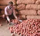 Retail Inflation rises in August as Onion Ginger and Garlic prices soar