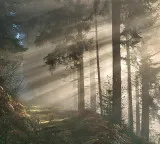 Forest and Jungle do you think both are same here is the real difference