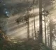 Forest and Jungle do you think both are same here is the real difference