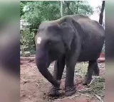 Durga Elephant travels 3000 km from Assam to Madurai Meenakshi Temple