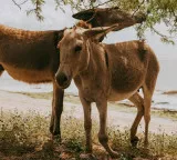 Pakistan Donkey Export Booms Due to High Demand from China