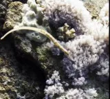Spinach Pipefish rediscovered in Papua New Guinea after 40 years