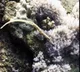 Spinach Pipefish rediscovered in Papua New Guinea after 40 years