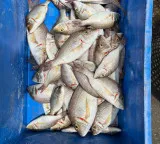 Hyderabad doctors warn against eating fish fed on poultry waste