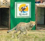 Project Cheetah marks four years: India’s population stands at 52