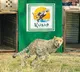 Project Cheetah marks four years: India’s population stands at 52