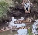 Tiger cubs fun in mud pool video will amaze you