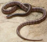 Man brings snake in bag to hospital after being bitten