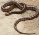 Man brings snake in bag to hospital after being bitten