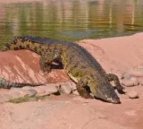 WII study finds 586 saltwater crocodiles in Andamans