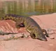 WII study finds 586 saltwater crocodiles in Andamans