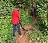 King Cobra swallows python unexpected twist during rescue operation