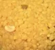 Religious Harmony in Dharmavaram Muslim Couple Wins Vinayaka Laddu