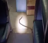 Indian Railways snake in compartment Congress mocks Center as Jungle Safari