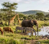Do you know which animals can sleep while standing