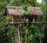 Korowai Tribe houses on trees at 50 meters height where is this strange tribe located