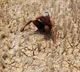 Super El Nino threat Lakhs of deaths predicted by February