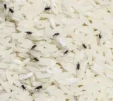 Rice bugs prevention and simple tips to keep them away