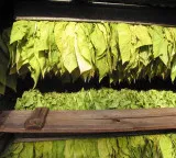 Central Government announces good news for Andhra Pradesh tobacco farmers