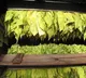 Central Government announces good news for Andhra Pradesh tobacco farmers