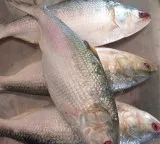 Bangladesh U-turn on Hilsa fish imports from Gujarat