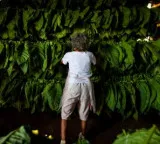 Centre okays 1-time interest free Rs 50,000 loan per barn for FCV tobacco growers in Andhra