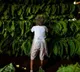 Centre okays 1-time interest free Rs 50,000 loan per barn for FCV tobacco growers in Andhra