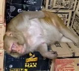 Monkey enters liquor shop in Ranchi consumes drink then dozes off