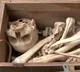 Skeleton in wooden box in Delhi the real truth revealed in investigation