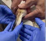 Snake swallows three golf balls doctors save it without surgery video