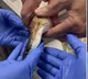 Snake swallows three golf balls doctors save it without surgery video