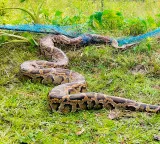 Burmese Python hunting in Florida as robotic rabbits enter the field