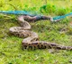 Burmese Python hunting in Florida as robotic rabbits enter the field