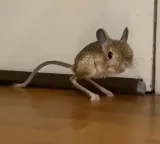 Kangaroo Rat facts This creature never drinks water in its life
