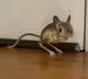 Kangaroo Rat facts This creature never drinks water in its life