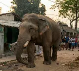 Three elephants die after touching live wire in Bengal’s Salboni