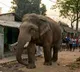 Three elephants die after touching live wire in Bengal’s Salboni