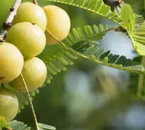 PM Modi praises Amla in Mann Ki Baat as a path to health and income