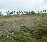 Crops over 45,000 hectares damaged due to heavy rains in Andhra Pradesh