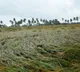 Crops over 45,000 hectares damaged due to heavy rains in Andhra Pradesh